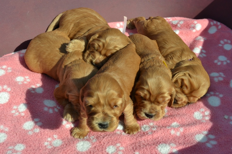 29-Idol, Icon, Ina, Ira, Iris.JPG